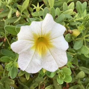 Calibrachoa 'White+Yellow Eye'