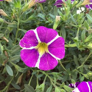 Calibrachoa 'Dark Blue'