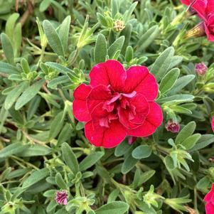Calibrachoa - Double 'Red'