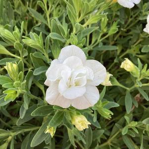 Calibrachoa - Double 'White 23'