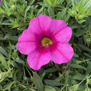 Calibrachoa 'Rose+Eye'