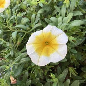 Calibrachoa 'White Gold'