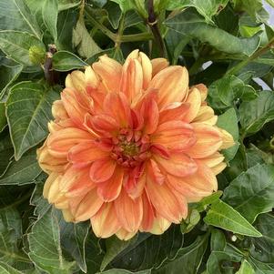 Dahlia 'Mango'