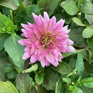 Dahlia 'Pink+White Eye'