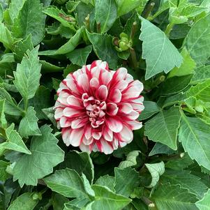 Dahlia 'Red+White'