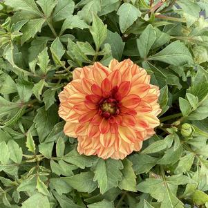 Dahlia 'Tequila Sunrise 23'