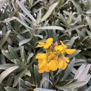 Erysimum 'Dark Yellow'