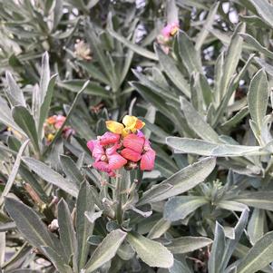 Erysimum 'Magenta Glow'