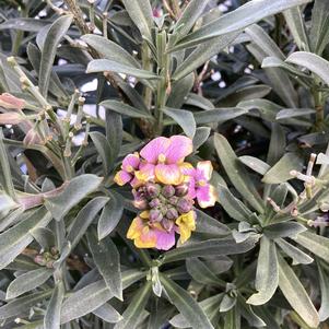 Erysimum 'Purple Glow'