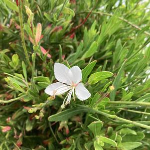 Gaura 'Belleza White'