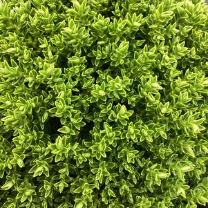 Hebe 'Luigi'
