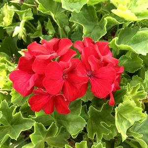 Geranium - Interspecific 'Dark Red 23'