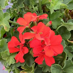 Geranium - Interspecific 'Orange'