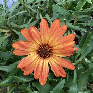 Osteospermum 'Orange Burst'