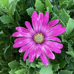 Osteospermum 'Pink Orbit'