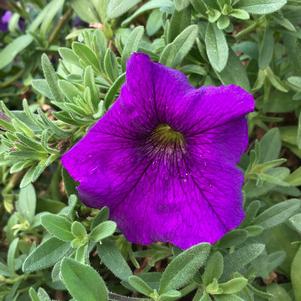 Petchoa (Calibrachoa X Petunia) 'Blue'