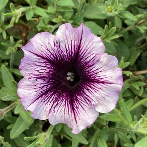 Petunia 'Blackberry Vein'