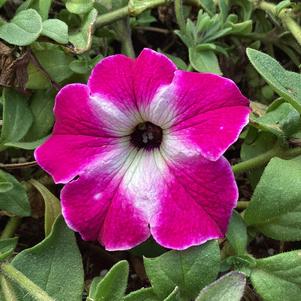 Petunia 'Enchanted Sky'