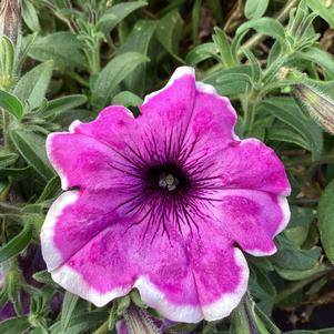 Petunia 'Lavender Picotee'