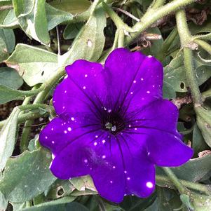 Petunia 'Night Sky'