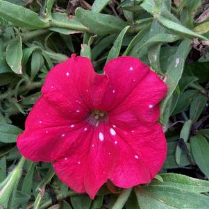 Petunia 'Strawberry Sky'