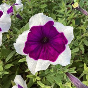 Petunia 'Glacier Sky'
