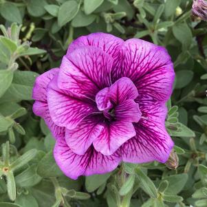 Petunia - Double 'Blueberry Vein'