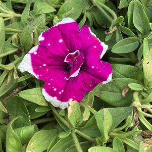 Petunia - Double 'Magenta Sky'
