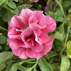 Petunia - Double 'Pink+Red Vein'