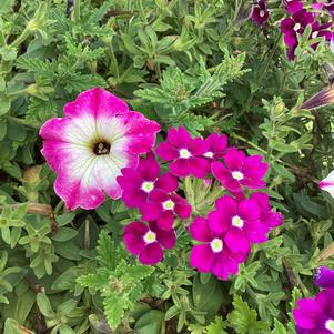 Combinations 'Enchanted Evening'