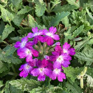 Verbena 'Blue+White'
