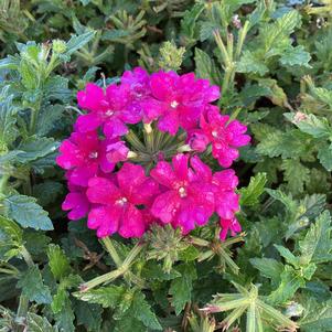 Verbena 'Bright Purple'
