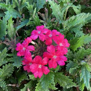 Verbena 'Pink Shades'