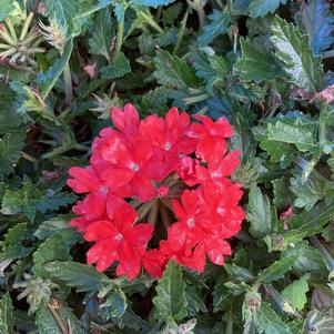 Verbena 'Orange Lava'