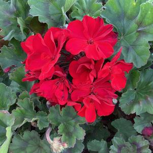 Geranium - Zonal 'Super Moon Red'