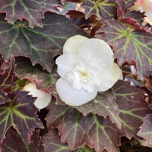Begonia 'Moon Dance'