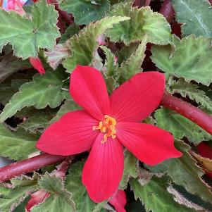 Begonia 'Cerise'