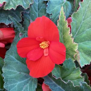Begonia 'Orange'