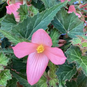 Begonia 'Pink'