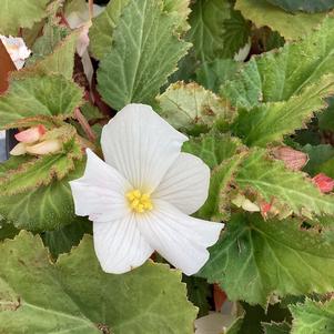 Begonia 'White'