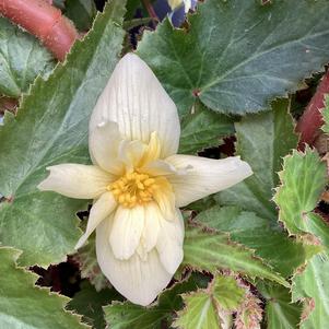 Begonia 'Yellow'