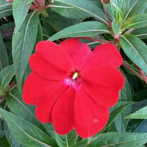 Impatiens - hybrida 'Bright Red'