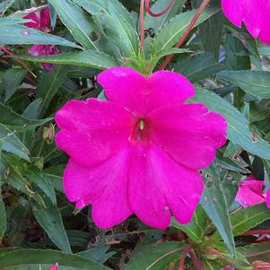 Impatiens - hybrida 'Magenta'