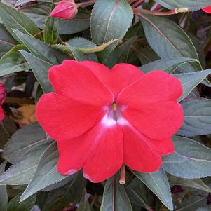 Impatiens - hybrida 'Orange IMP'