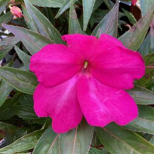 Impatiens - hybrida 'Pink'