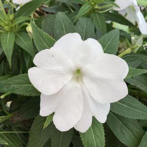 Impatiens - hybrida 'White'