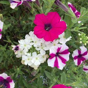 Combinations 'Blueberry Blast&trade; Mix'