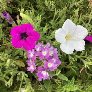 Combinations 'Lavender Twist&trade; Mix'