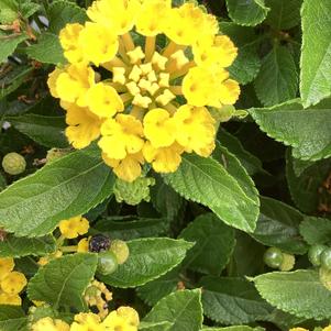 Lantana 'Lemon'