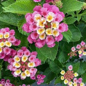Lantana 'Lychee'